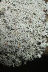 Teloschistes spinosus