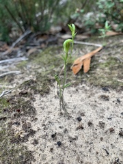 Pterostylis parviflora
