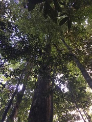 Canarium australasicum