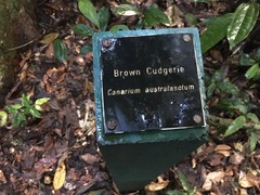 Canarium australasicum