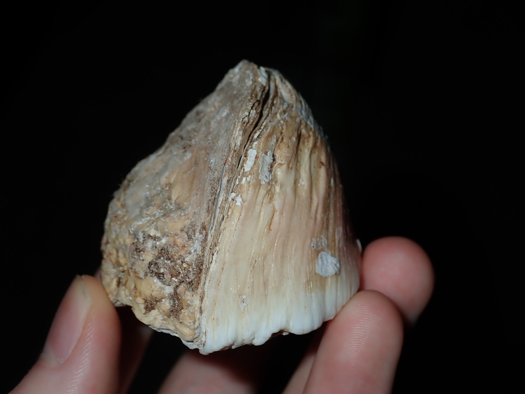 Myochamoidea