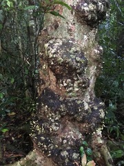 Syzygium cormiflorum