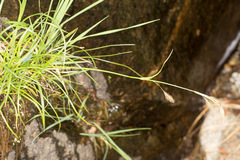 Carex frigida