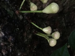 Syzygium cormiflorum