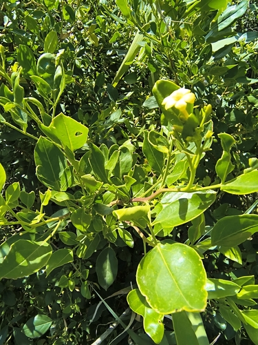 Chrysojasminum odoratissimum