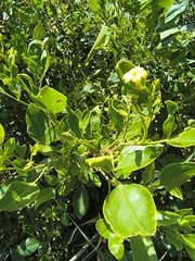 Chrysojasminum odoratissimum