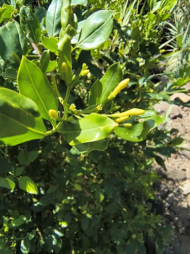 Chrysojasminum odoratissimum, photograph 2