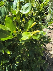 Chrysojasminum odoratissimum, photograph (c) jeanjacquesgodon, some rights reserved (CC BY)