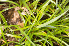 Carex frigida