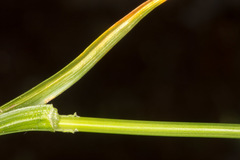 Carex frigida