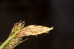Carex frigida