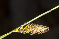 Carex frigida