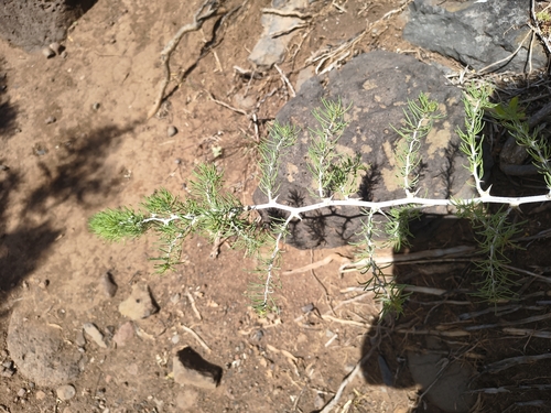 Asparagus pastorianus