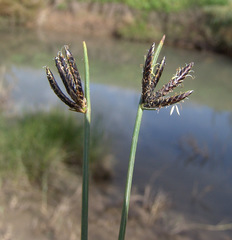 Cyperus laevigatus distachyos
