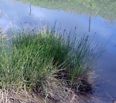 Cyperus laevigatus distachyos