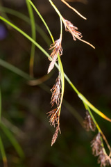 Carex frigida