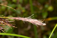 Carex frigida