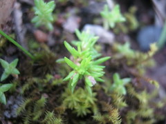 Crassula decumbens