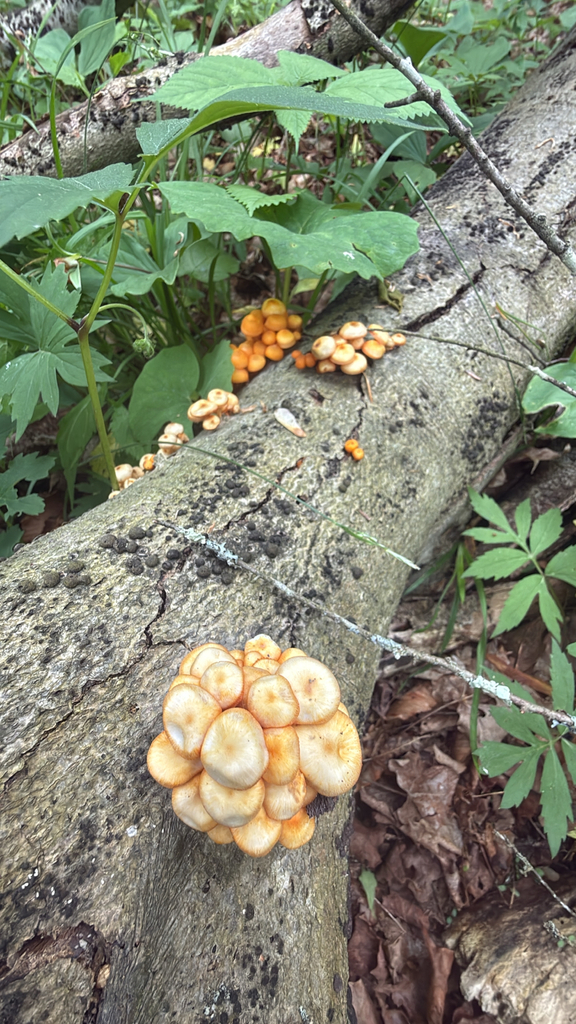 orange mycena · May 2026 · photo: Photo: (c) nebrooks, some rights reserved (CC BY) · iNaturalist