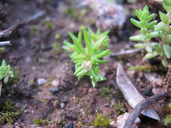 Crassula decumbens