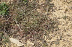 Atriplex verrucifera