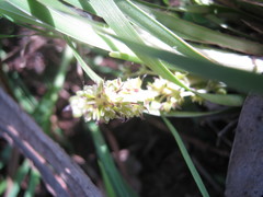 Lomandra densiflora