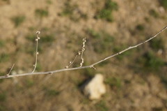 Atriplex verrucifera