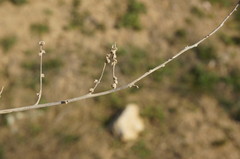 Atriplex verrucifera