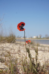 Papaver dubium stevenianum