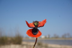 Papaver dubium stevenianum