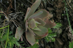 Orostachys malacophylla