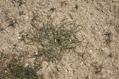 Scorzonera laciniata