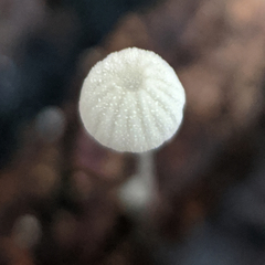 Mycena pitereka