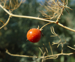 Asparagus palaestinus