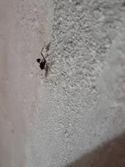 Evania appendigaster