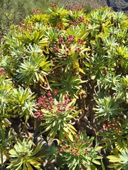 Euphorbia atropurpurea