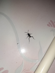 Evania appendigaster