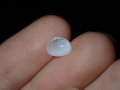 Scintillula solida