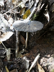 Sanguinoderma rugosum