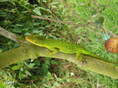 Anolis heterodermus