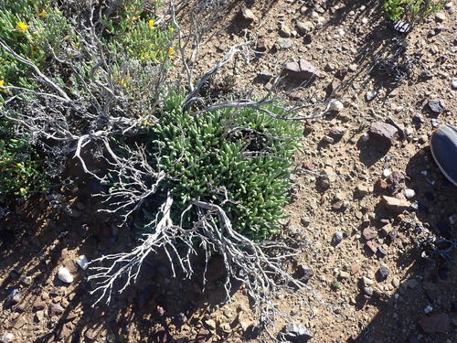 Rhinephyllum macradenium (L. Bolus) L. Bolus 3