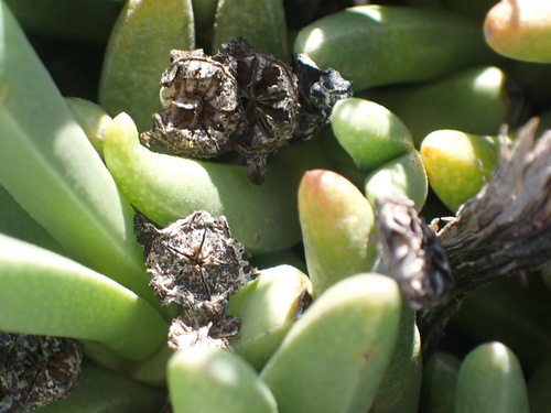 Rhinephyllum macradenium (L. Bolus) L. Bolus 2