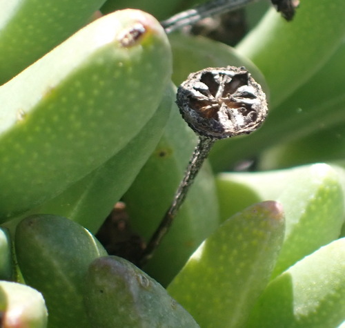 Rhinephyllum macradenium (L. Bolus) L. Bolus