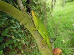 Anolis heterodermus