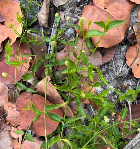 Yellow joyweed (Alternanthera flavescens)