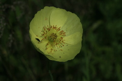 Papaver amurense