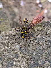 Phimenes flavopictus formosanus