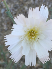 Calycoseris wrightii