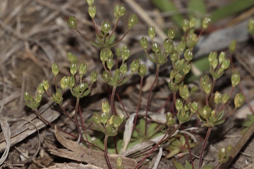 Androsace occidentalis