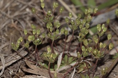 Androsace occidentalis